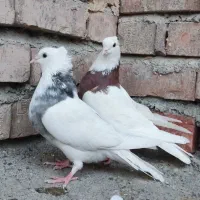 کبوتر طوقی اصل