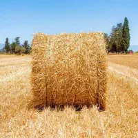 کلش گندم دیم ( پرس ) به فروش میرسد قیمت توافقی