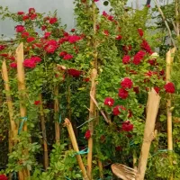 گلای رز. روند