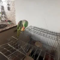 شاه طوطی سالم