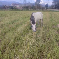 اسب|اسب و تجهیزات اسب‌سواری|ماکلوان, |دیوار