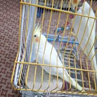 معاوضه عروس هلندی ماده با نر|پرنده|بهبهان, |دیوار