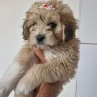 پودل تریر ۴ ماهه