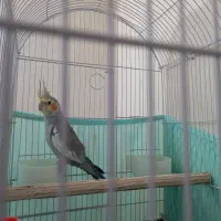 عروس هلندی|پرنده|زنجان, |دیوار