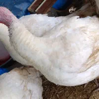 فروش 4عدد بوقلمون ماده گوشتی وزن 8الی10 کیلو|حیوانات مزرعه|حویق, |دیوار