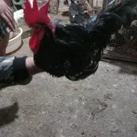 فروش یک جفت جاپنیز|حیوانات مزرعه|قائم‌شهر, |دیوار