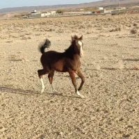 کره نریون دره شور