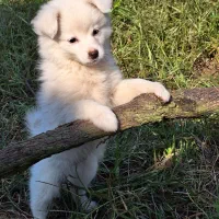 سگ اشپیتز ۲ ماه و ۱۰روز|سگ|رودسر, |دیوار