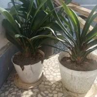 تعدادی گل طبیعی خانگی