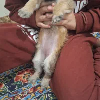 توله شیتزو ماده دوماه سوپر فلت