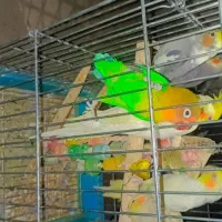 پرنده|پرنده|مشهد, امیرآباد|دیوار