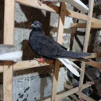 کبوتر رنگی سیاپوش شیرازی|پرنده|قزوین, |دیوار