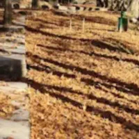 تور یکروزه جنگل زیبای پروز|تور و چارتر|اصفهان, ارغوانیه|دیوار