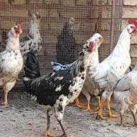 خروس گلین درجه ۱ جوان