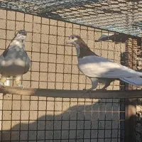 دوتا کفتر خال سرخ و سیاه|پرنده|چهاردانگه (تهران), |دیوار