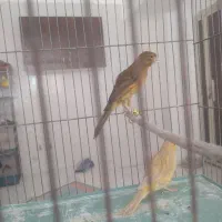 قناری آس کلکسیونی سرخ و زیتونی ماده آماده و جوجه