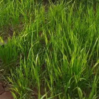 اجارە زمین کشاورزی