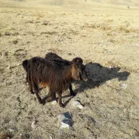 بز بزغاله ماده