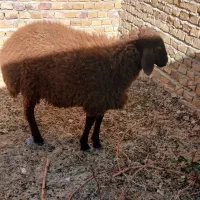فروش بره و بزغاله ب قیمت میدون|حیوانات مزرعه|نوده انقلاب, |دیوار