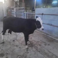 دورس گوساله سمینتال نردرجه یک