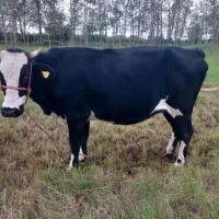 گاو اصیل  ۹ ماه حامله