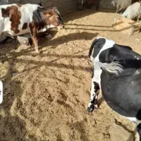 دو گوساله نر یک ماده گاو ابستن در نهبندان|حیوانات مزرعه|بیرجند, |دیوار