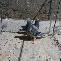 یک جفت کفتر چاشنی بازی