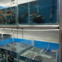 انواع ماهی و آکواریوم گیاه آپارتمانی وآبزی|ماهی|خواف, |دیوار