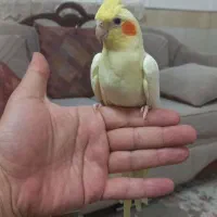 عروس هلندی نر دستی