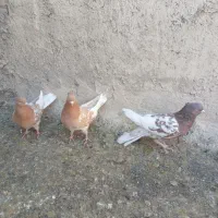 سینه ای کله ای فروشی|پرنده|اقلید, |دیوار