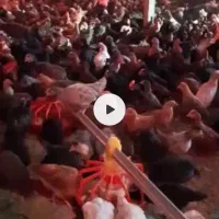 فروش نیمچه مرغ و خروس|حیوانات مزرعه|پیشوا, |دیوار