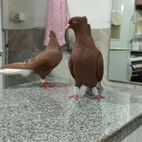 سه عدد سرخ دم سفید چهارده دم درشت مقبول|پرنده|مشهد, کوی سیدی|دیوار