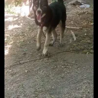 سگ.