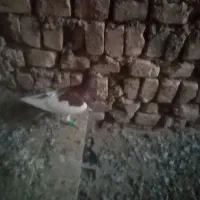 یهودی|پرنده|فرح دشت, |دیوار