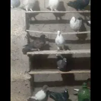 کبوتر نر ماده|پرنده|یزدان شهر, |دیوار