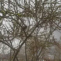 پرستار  خانم جهت پرستار ی ازخانم مسن