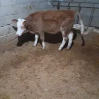 یک عددگوساله سیمنتال قرمز ماده|حیوانات مزرعه|کوهدشت, |دیوار