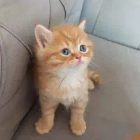 (پایینتر از همه جا)جشنواره تخصصی گربه های لوکس|گربه|تهران, قیطریه|دیوار