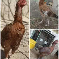 سه عدد مرغ لاری