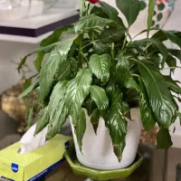 گل خانگی|گل و گیاه طبیعی|آستارا, |دیوار