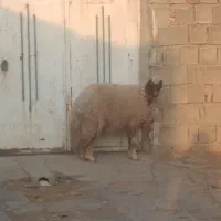 بره قوچ سنجابی بره ماده بختیاری درجه یک