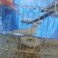 جفت عروس هلندی زبیا