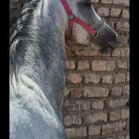 اسب نریان عرب