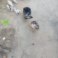 بوقلمون
