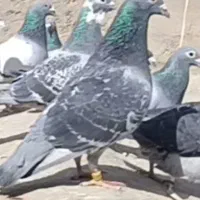 کبوتر ابلغ وچاپی