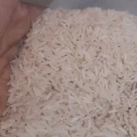 برنج فوق اعلا از مزارع گیلان .ماسال شاندرمن.|خوردنی و آشامیدنی|محمدشهر, سیدآباد|دیوار