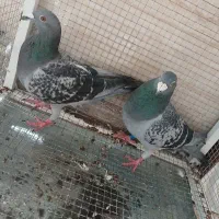 دو کفتر نر سبز پلاکی