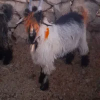 بیگ دوبری و تخمی