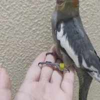 جوجه عروس هلندی|پرنده|شاهینشهر, حافظ جنوبی|دیوار