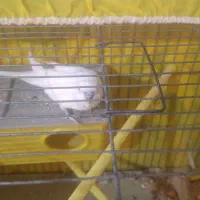 مرغ عشق|پرنده|بومهن, |دیوار